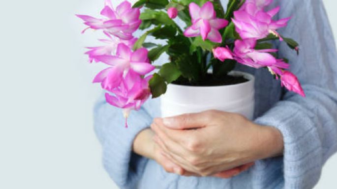 El delicado cactus originario de Brasil que da la flor más linda en otoño