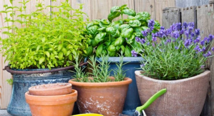 Cómo es el truco profesional de los jardineros para cultivar plantas aromáticas en casa