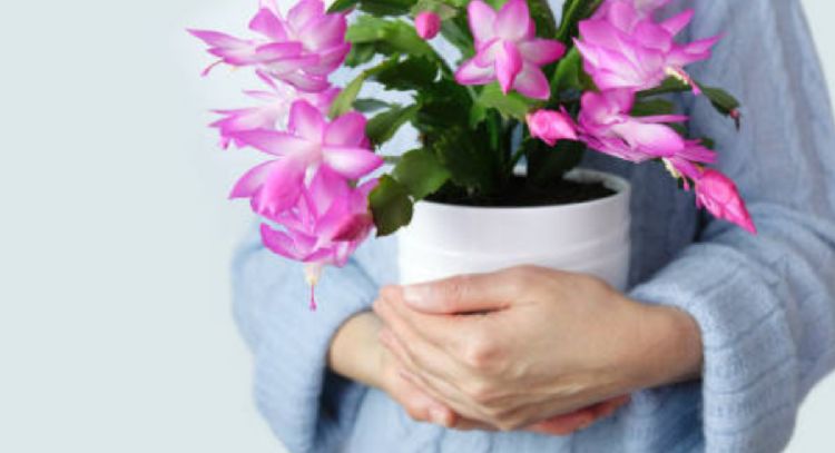 El delicado cactus originario de Brasil que da la flor más linda en otoño