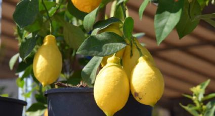 El abono casero rico en nutrientes que hará que tu limonero estalle de frutas