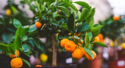 La dosis de agua que necesita tu árbol de mandarina para que estalle de frutas grandes y jugosas