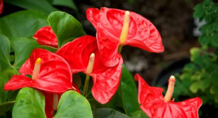 El fertilizante casero que necesita tu Anturio rojo para que estalle de flores en septiembre