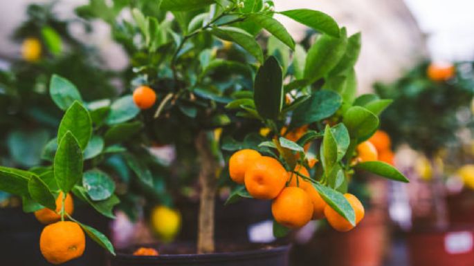 La dosis de agua que necesita tu árbol de mandarina para que estalle de frutas grandes y jugosas