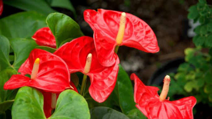 El fertilizante casero que necesita tu Anturio rojo para que estalle de flores en septiembre