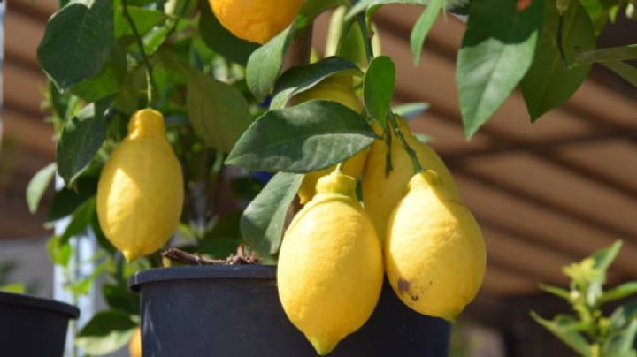 El abono casero rico en nutrientes que hará que tu limonero estalle de frutas