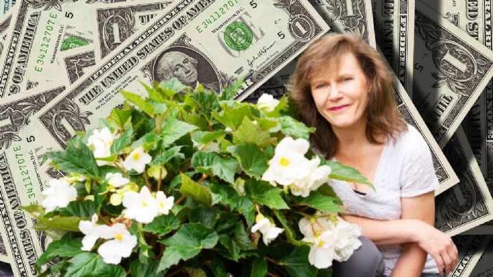 3 plantas con flores para atraer buena suerte, dinero y prosperidad