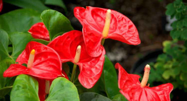 El fertilizante casero que necesita tu Anturio rojo para que estalle de flores en septiembre