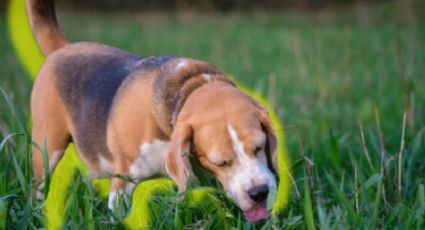 Los 5 motivos por los cuales los perros comen pasto y luego lo vomitan