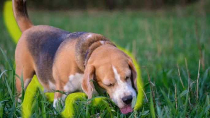 Los 5 motivos por los cuales los perros comen pasto y luego lo vomitan