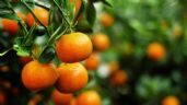 Foto ilustrativa de la nota titulada El abono casero que necesita tu árbol de mandarinas para estallar de frutas en septiembre