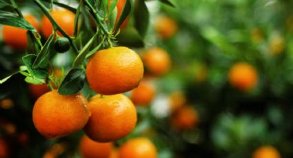 El abono casero que necesita tu árbol de mandarinas para estallar de frutas en septiembre