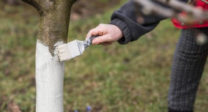 La razón por la que cada vez más personas pintan sus árboles de blanco