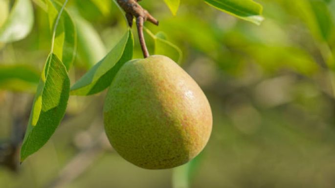 Guía práctica para tener un peral en maceta y cosechar deliciosas peras