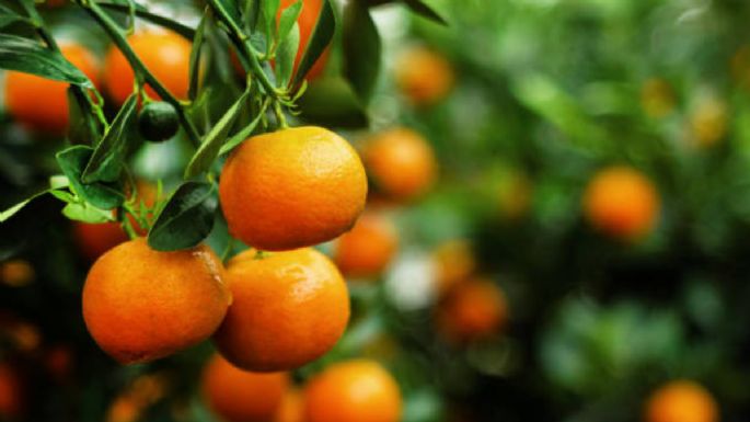 El abono casero que necesita tu árbol de mandarinas para estallar de frutas en septiembre