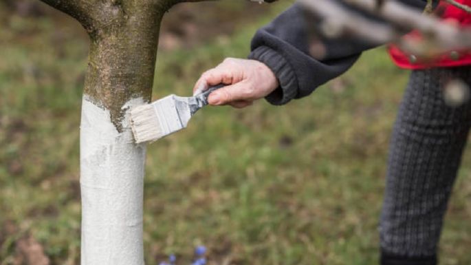 La razón por la que cada vez más personas pintan sus árboles de blanco