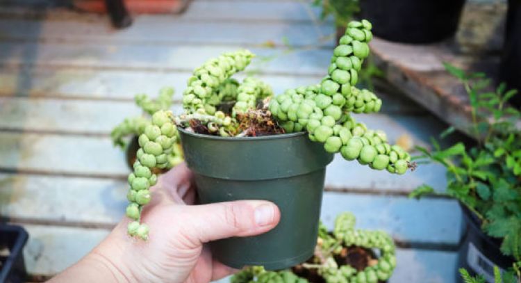 La suculenta que nunca muere, es de fácil cuidado y su follaje se parece a la piel de un reptil