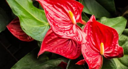 El objeto de cocina que debes enterrar en tu Anturio rojo para que estalle de flores en septiembre