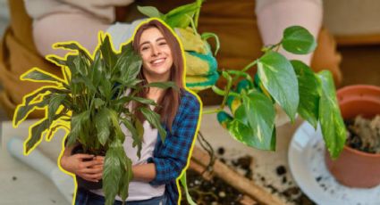 Conoce el truco para decorar tu casa con 3 plantas que se reroducen en un vaso de agua