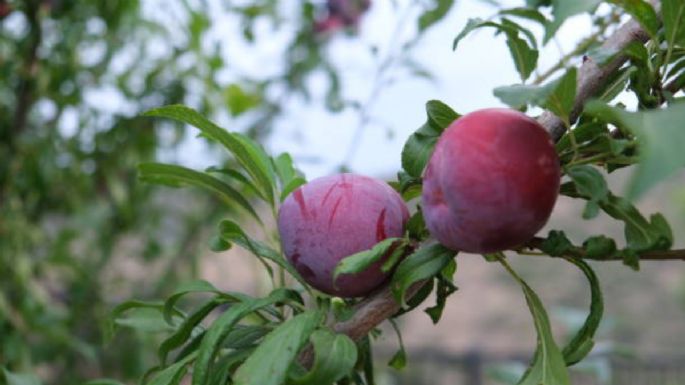 El método de maestros jardineros para podar un ciruelo y potenciar el desarrollo de frutas