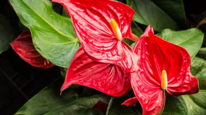 El objeto de cocina que debes enterrar en tu Anturio rojo para que estalle de flores en septiembre