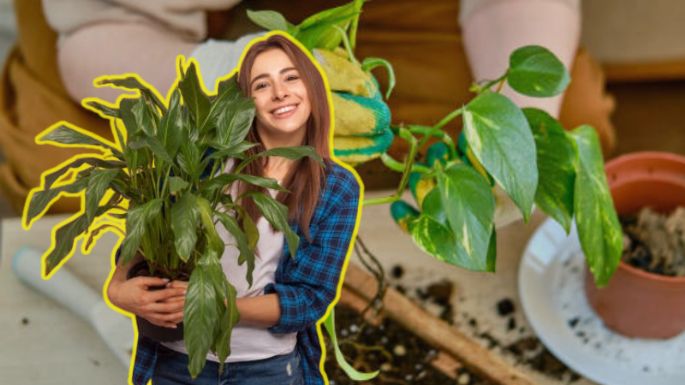 Conoce el truco para decorar tu casa con 3 plantas que se reroducen en un vaso de agua