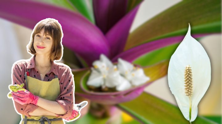 Los 2 ingredientes que harán que tu Cuna de Moisés estalle de flores en septiembre