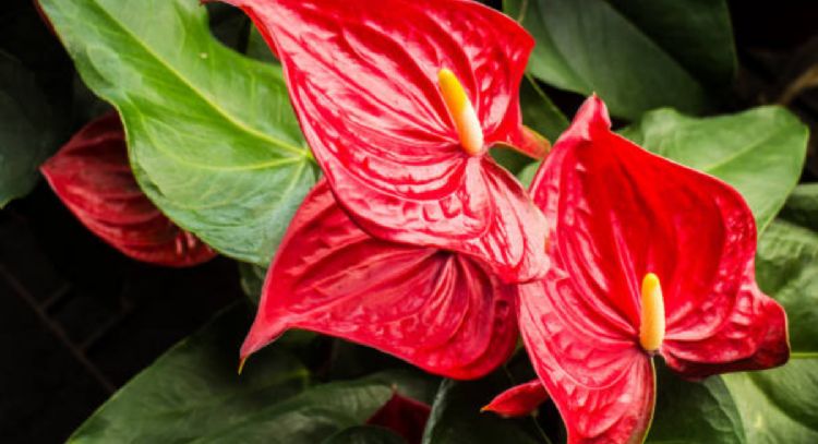 El objeto de cocina que debes enterrar en tu Anturio rojo para que estalle de flores en septiembre