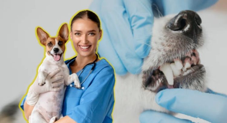 Toma asiento antes de conocer cuánto gana un veterinario en Colombia