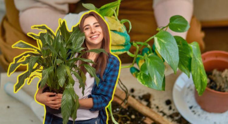 Conoce el truco para decorar tu casa con 3 plantas que se reroducen en un vaso de agua