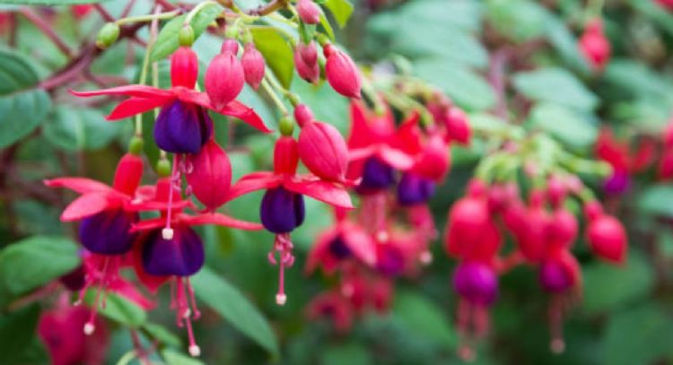 Cómo utilizar un tenedor para revivir las raíces de los pendientes de la reina