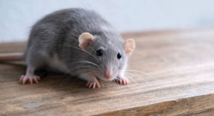 Despídete de la plaga de ratones de tu hogar solo con 3 baratos ingredientes