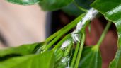 Foto ilustrativa de la nota titulada ¡Mantén tus plantas a salvo! Conoce el repelente casero que elimina la plaga de cochinilla algodonosa