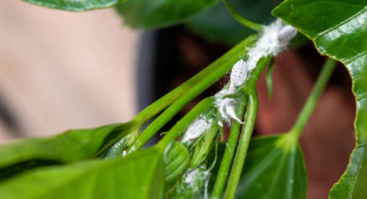 ¡Mantén tus plantas a salvo! Conoce el repelente casero que elimina la plaga de cochinilla