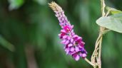 Foto ilustrativa de la nota titulada La planta que es 'oro puro': reduce el colesterol y el estrés pero pocos la conocen