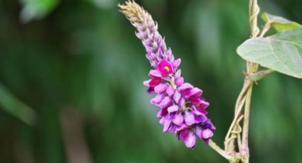 La planta que es 'oro puro': reduce el colesterol y el estrés pero pocos la conocen