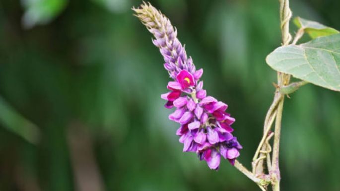 La planta que es 'oro puro': reduce el colesterol y el estrés pero pocos la conocen