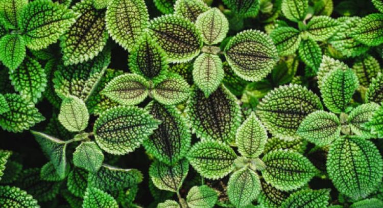 Cuál es la planta que atrae la fortuna, fortalece la amistad y pocos conocen