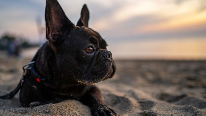 Cuáles son los beneficios de tener como mascota un perro de raza Bulldog francés