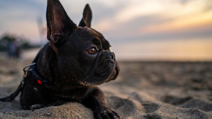 Cuáles son los beneficios de tener como mascota un perro de raza Bulldog francés