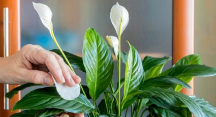 Cómo hacer que la Cuna de Moisés estalle de flores en agosto con esta bebida ‘mágica’