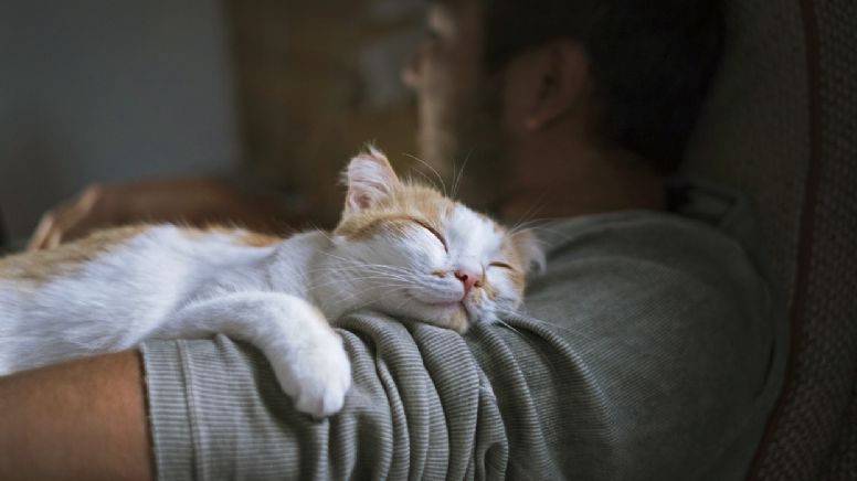 ¿Por qué duermen tanto tiempo los gatos?