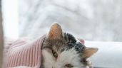 Foto ilustrativa de la nota titulada Cuáles son las enfermedades más comunes que afectan a los gatos domésticos