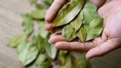 Foto ilustrativa de la nota titulada Cómo utilizar el laurel para eliminar las hormigas de la casa