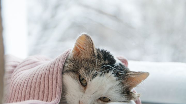 Cuáles son las enfermedades más comunes que afectan a los gatos domésticos