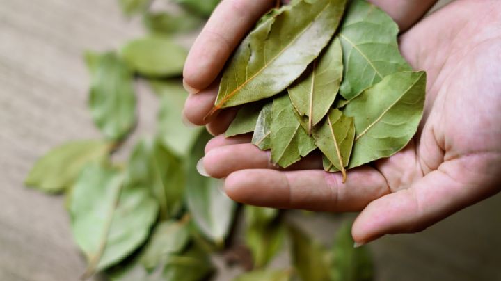 Cómo utilizar el laurel para eliminar las hormigas de la casa