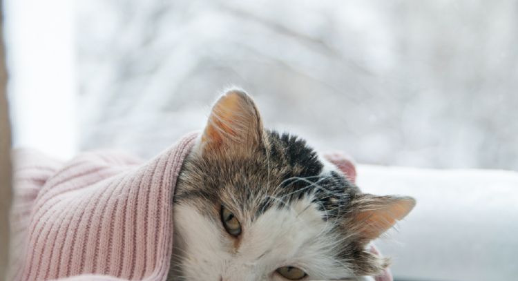 Cuáles son las enfermedades más comunes que afectan a los gatos domésticos