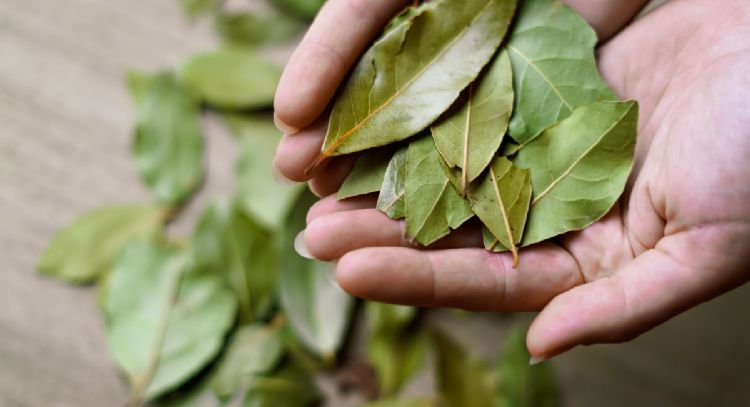 Cómo utilizar el laurel para eliminar las hormigas de la casa