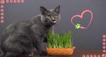 Estos son los 7 aromas que enamoran a tu gato: descubre sus preferencias