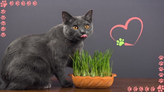 Estos son los 7 aromas que enamoran a tu gato: descubre sus preferencias