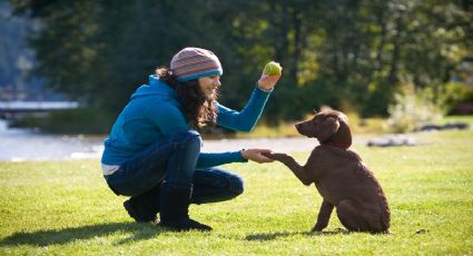 10 errores comunes que los dueños cometen con sus perros y cómo evitarlos